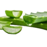 Aloe
