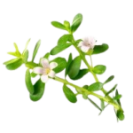 Brahmi