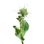 Picrorhiza_kurroa_1