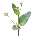 boerhaavia_diffusa