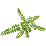 phyllanthus_nirurio