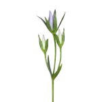 swertia_chirata