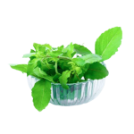 tulsi