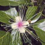 varuna